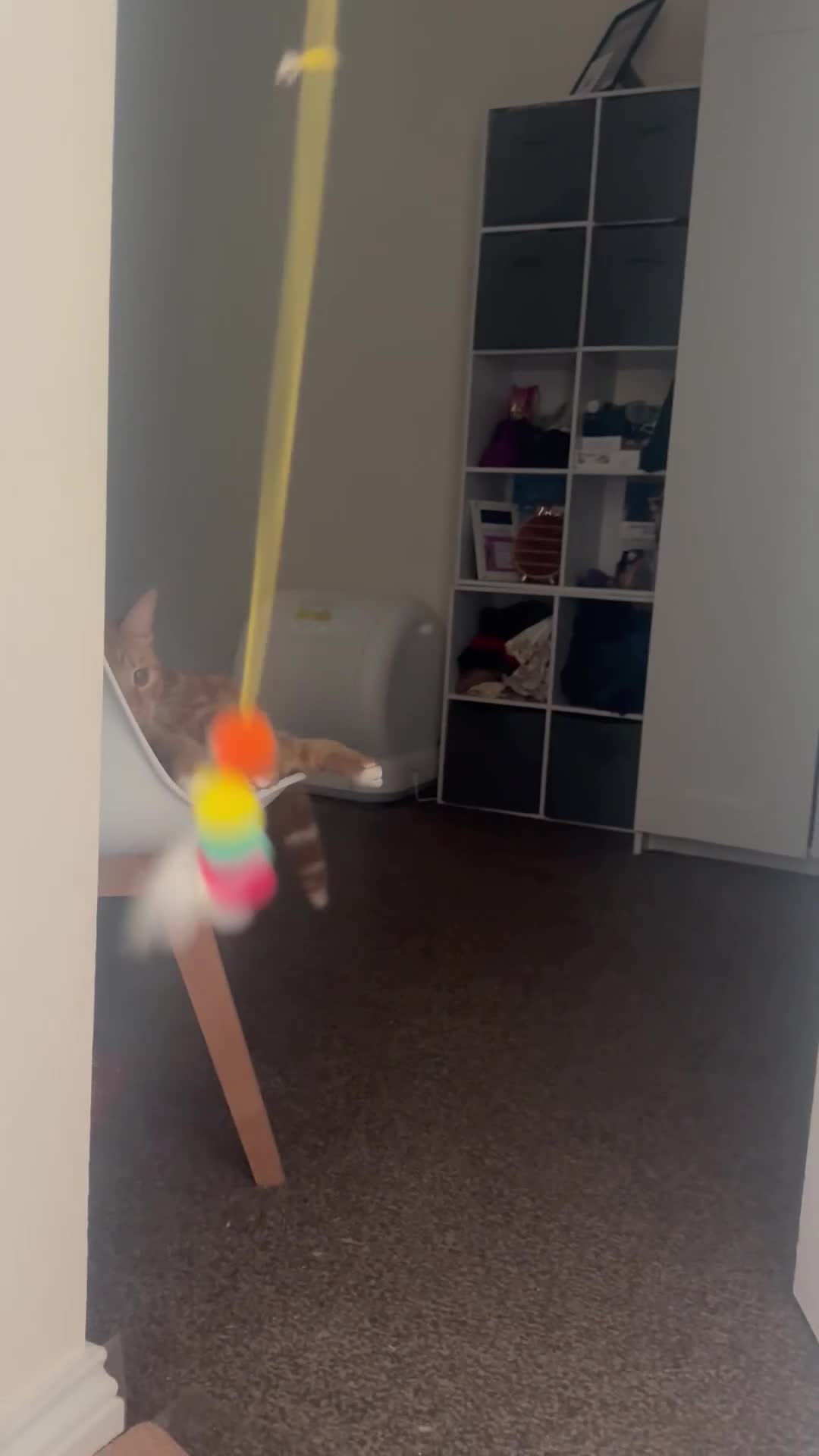Mixed Breed cats for sale: Playful ginger boy Sheldon needs new loving home in Walsall - Video 1