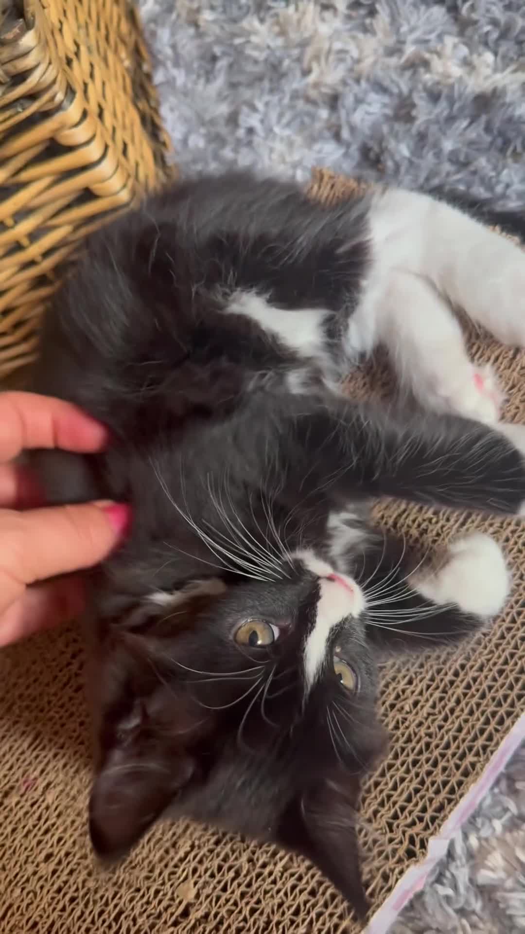 Mixed Breed cats for sale: Maine Coon Mixed Kittens Tabby & Tuxedo Richmond - Video 3