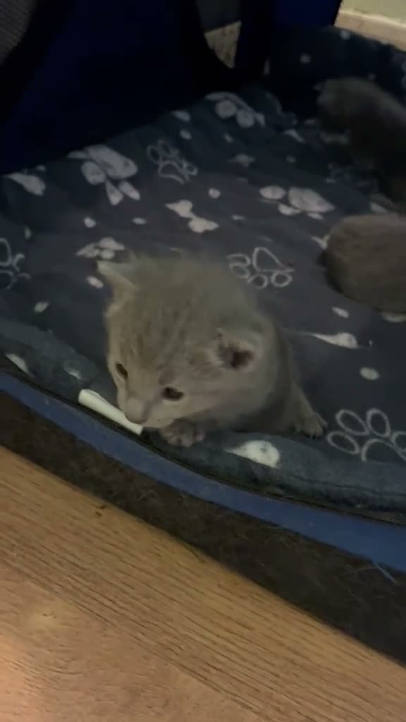 Russian Blue cats for sale: TICA 5* pedigree Russian Blue Kittens - Video 2