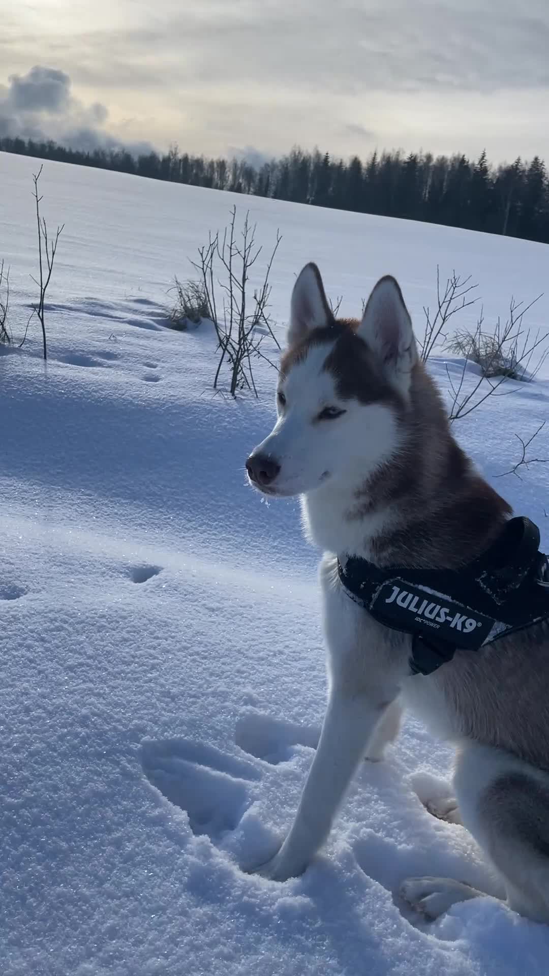 Siberian Husky dogs for stud: Imported Blue Eyed, Red & White Husky Stud in Treorchy - Video 2
