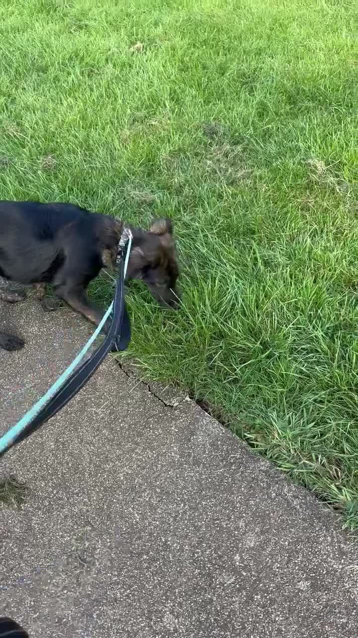 Mixed Breed dogs for adoption: Amaya is a gorgeous pup looking for the best home - Video 1