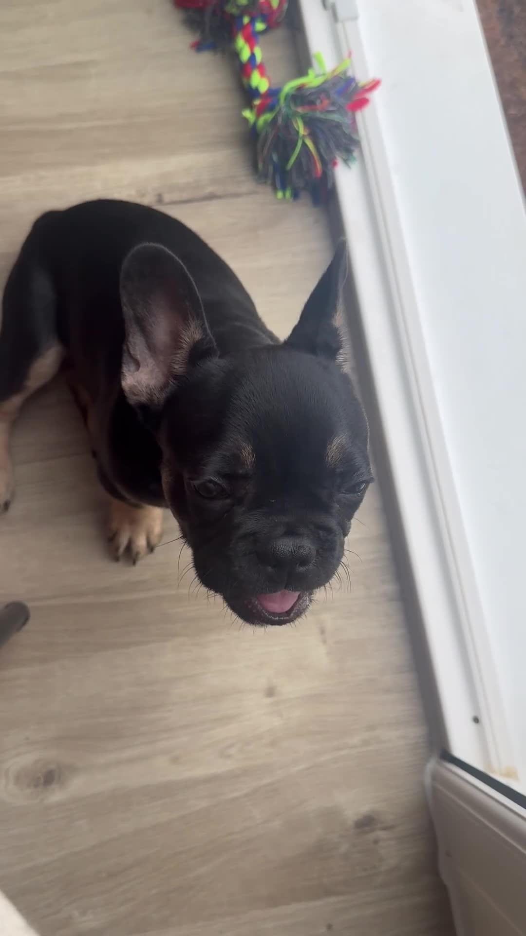 French Bulldog dogs for sale: Bert - KC registered French bulldog puppy - Video 1