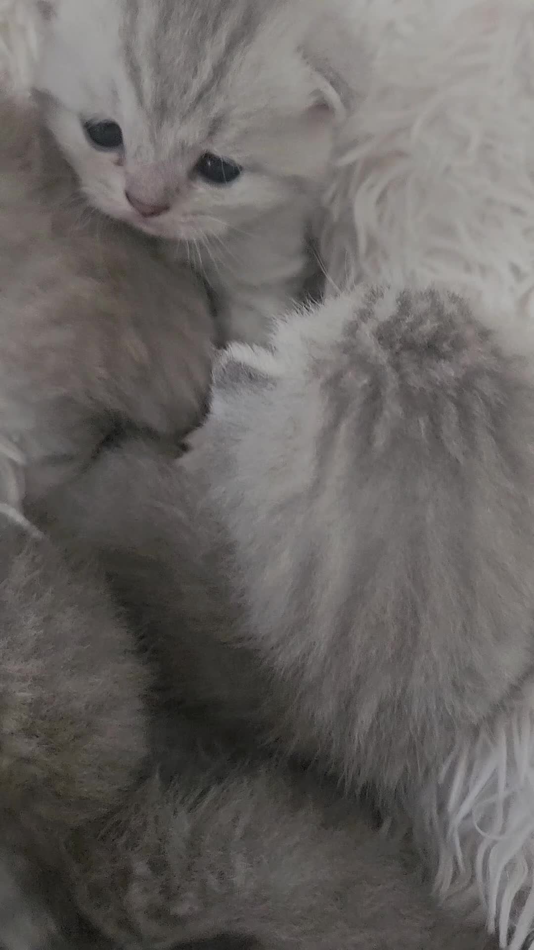 British Shorthair cats for sale: BRITISH SHORTHAIR CHAMPION BLOODLINE - Video 1