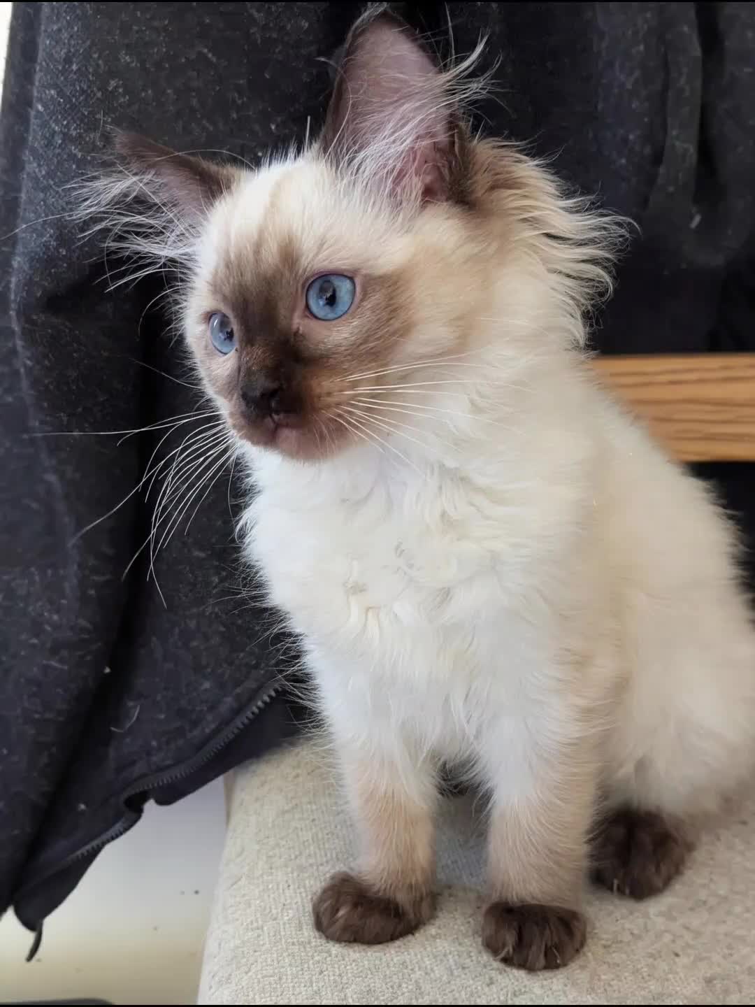 Ragdoll cats for sale: 🩵💖🩵READY FOR MY NEW HOME🥹🩵💖🩵  - Video 4