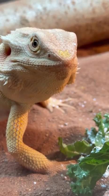 Bearded Dragon reptiles for sale: Leather morph bearded dragon  - Video 1