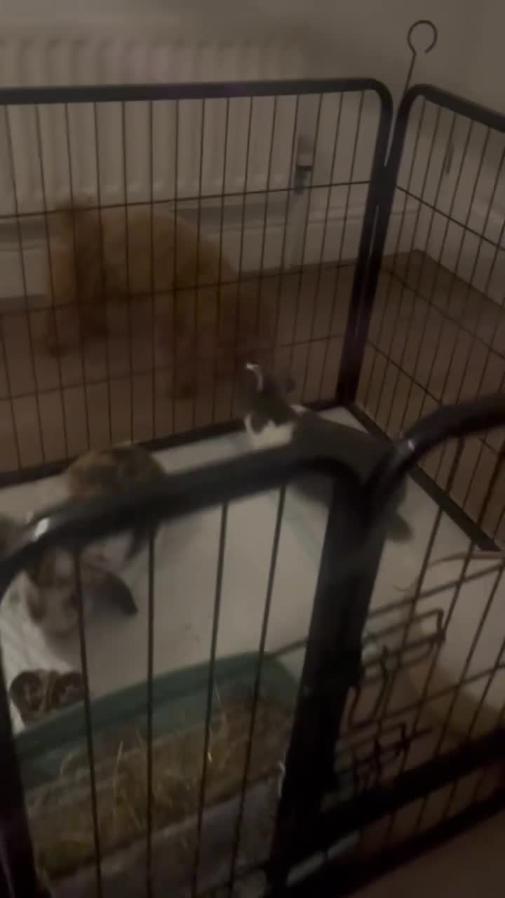 Mixed Breed rabbits for sale: 2 Male Bunnies in High Wycombe - Video 2