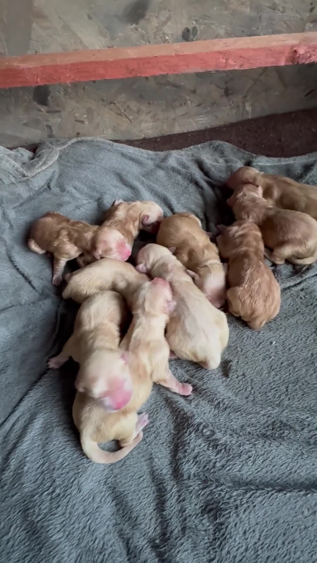 Golden Retriever dogs for sale: Golden retriever puppies in Port Talbot - Video 1