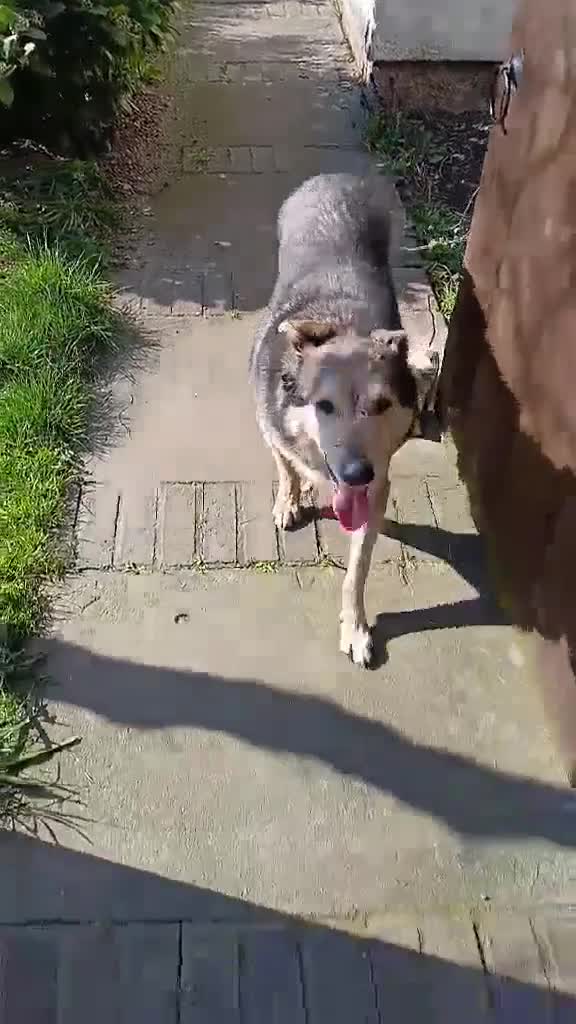 Mixed Breed dogs for adoption: Dapper Chap Henry in Malvern - Video 2