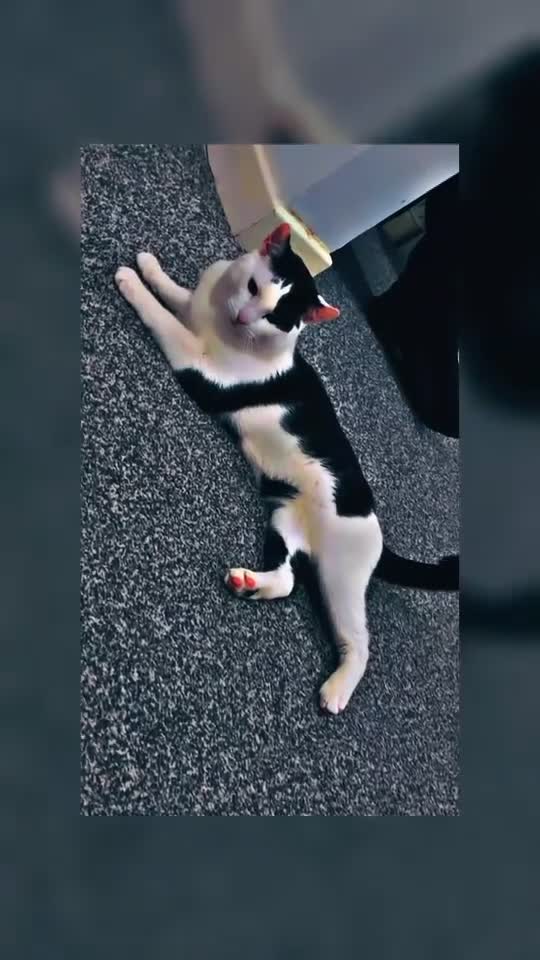 Domestic Shorthair cats for sale: Black and white cat (Leo) - Video 1