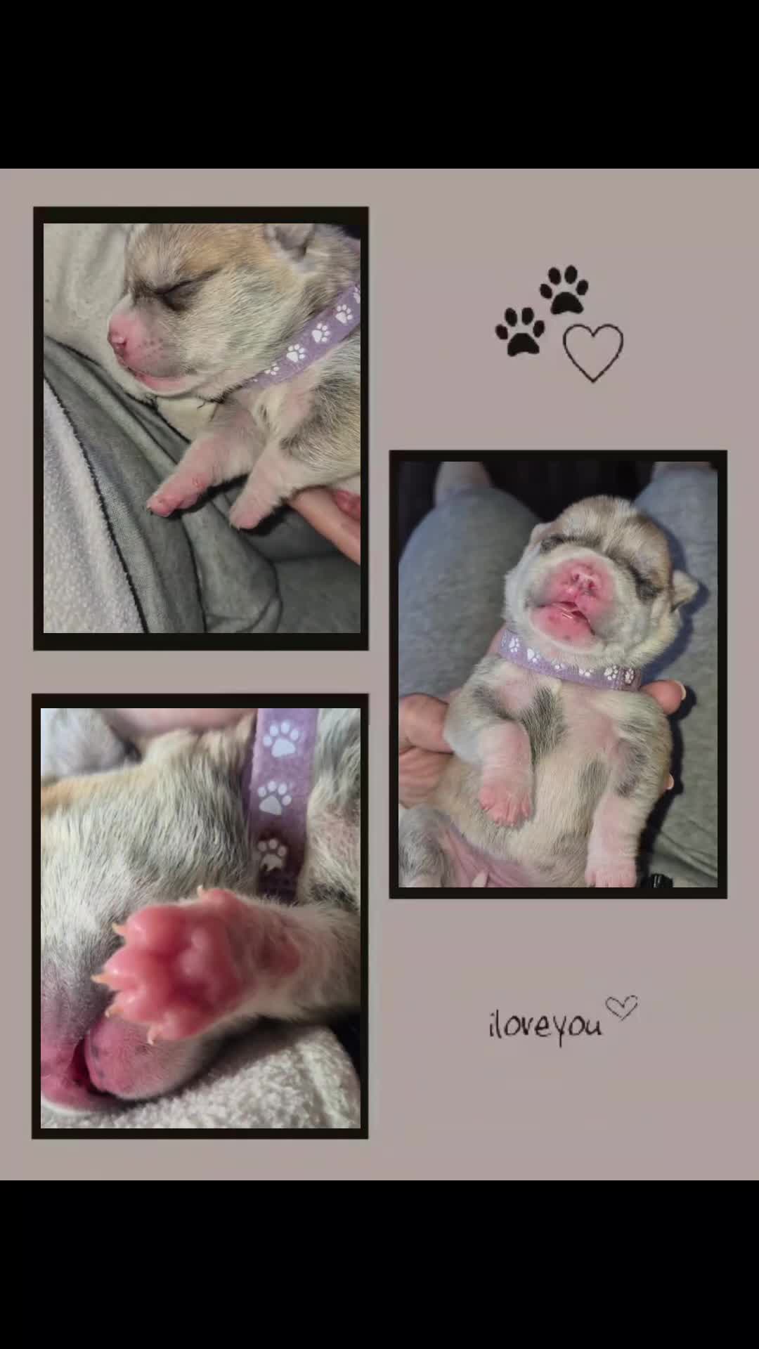 Mixed Breed dogs for sale: Pugsky peis in Hebburn - Video 1