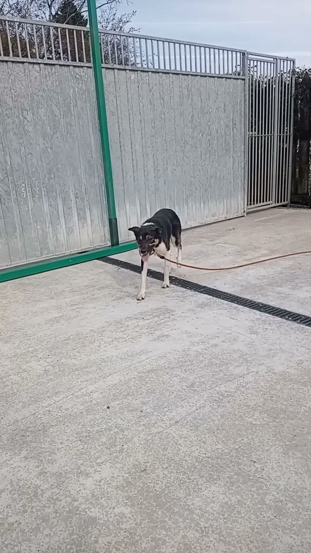 Border Collie dogs for sale: 15 month old border collie  - Video 1