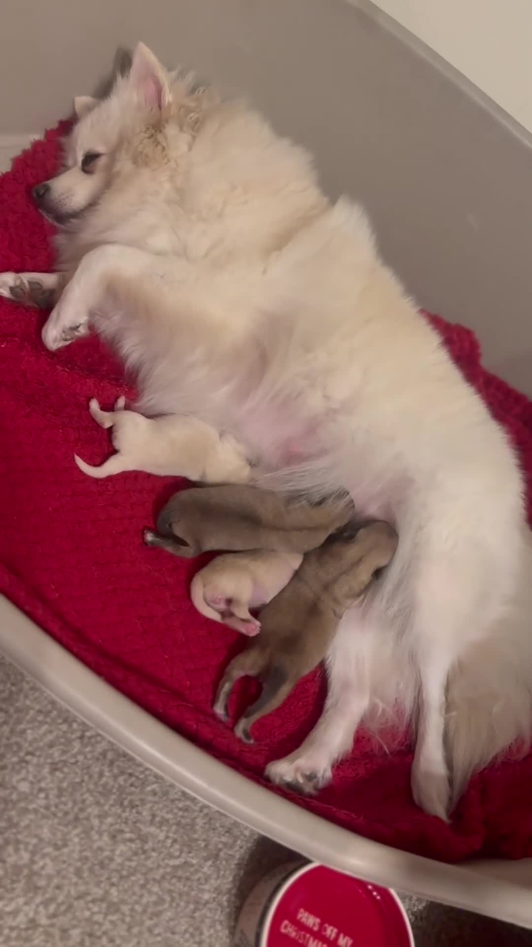 Pomeranian dogs for sale: 🐾Fluffy Little Pomeranians for sale🐾 - Video 2