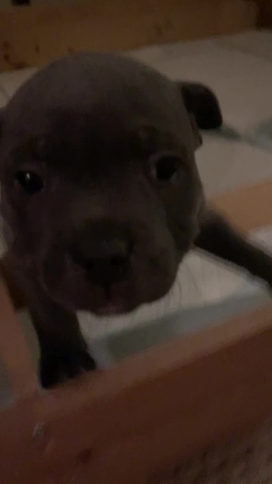 Staffordshire Bull Terrier dogs for sale: Blue Staffordshire bull terrier puppies  - Video 1