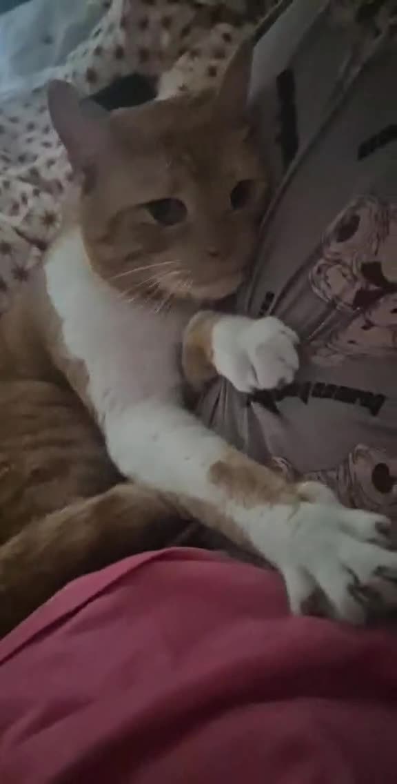 Mixed Breed cats for sale: Ginger cat for sale  - Video 1