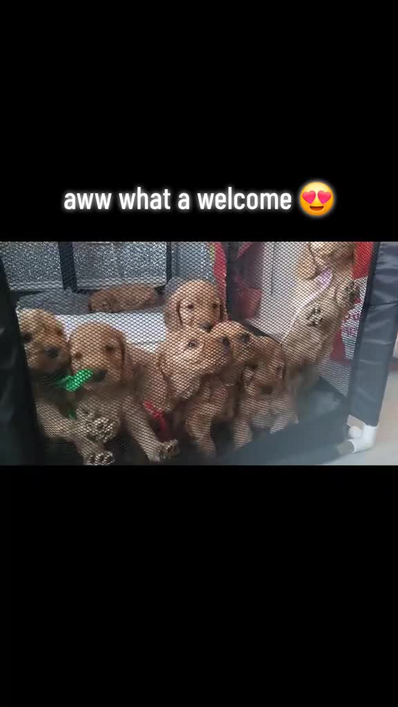 Cocker Spaniel dogs for stud: Cocker spaniel stud in Carluke - Video 1