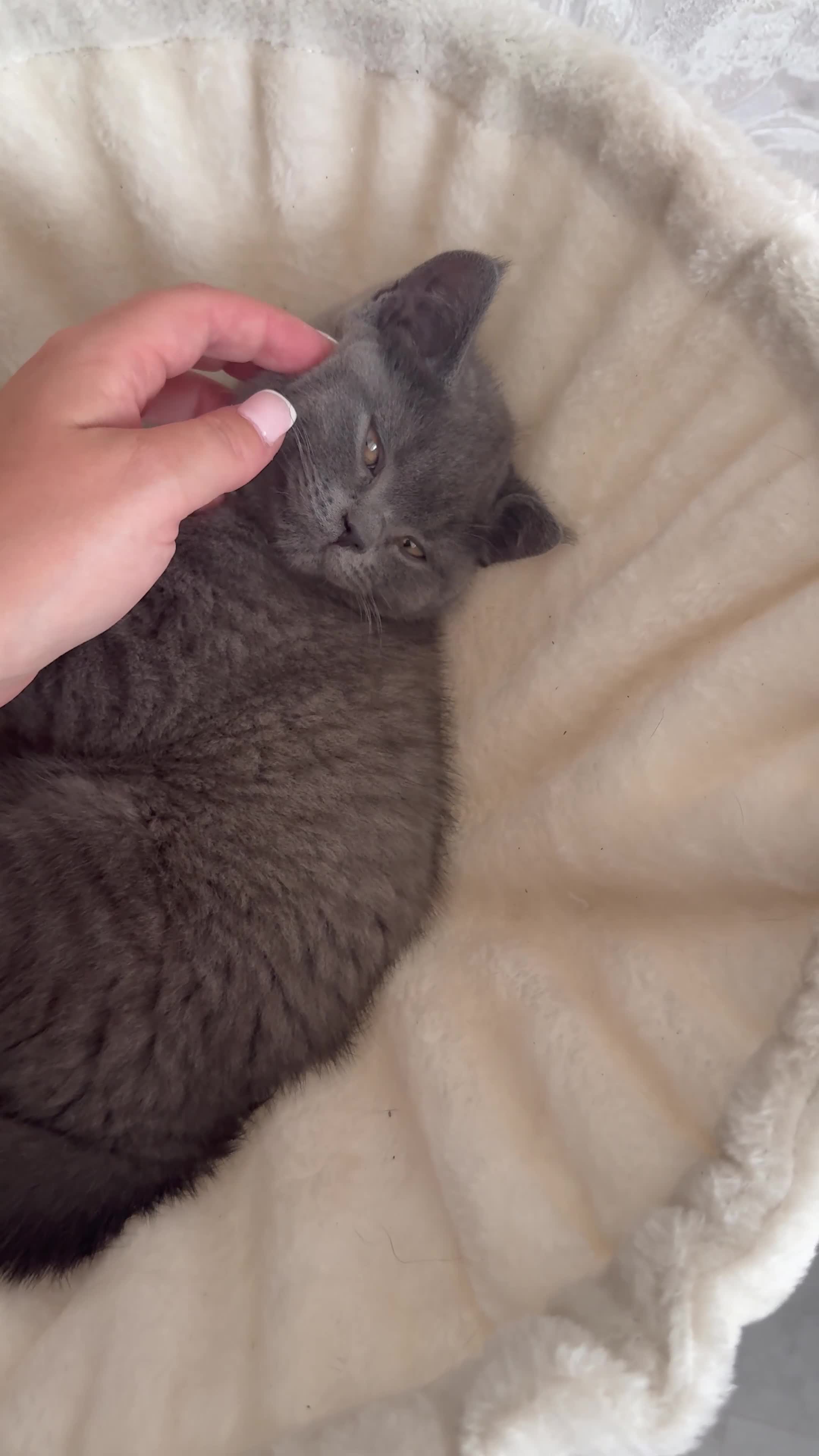 British Shorthair cats for sale: British Shorthair Kitten For Sale Ready Now in Liverpool - Video 1
