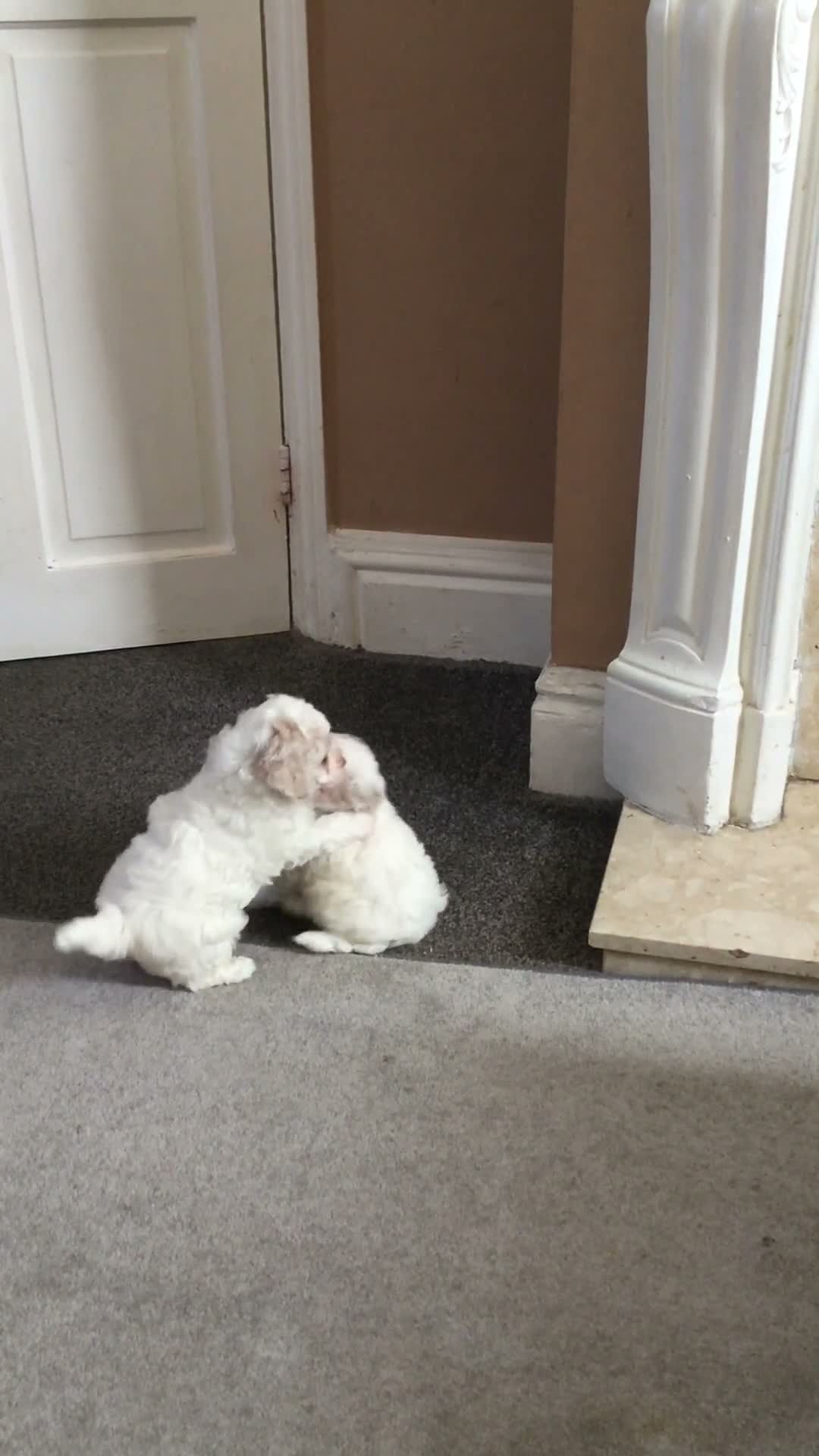 Bichon Frise dogs for sale: Two beautiful bichon frise in Sheffield - Video 1