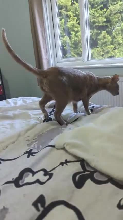 Oriental cats for sale: 2 stunning boys available  - Video 2