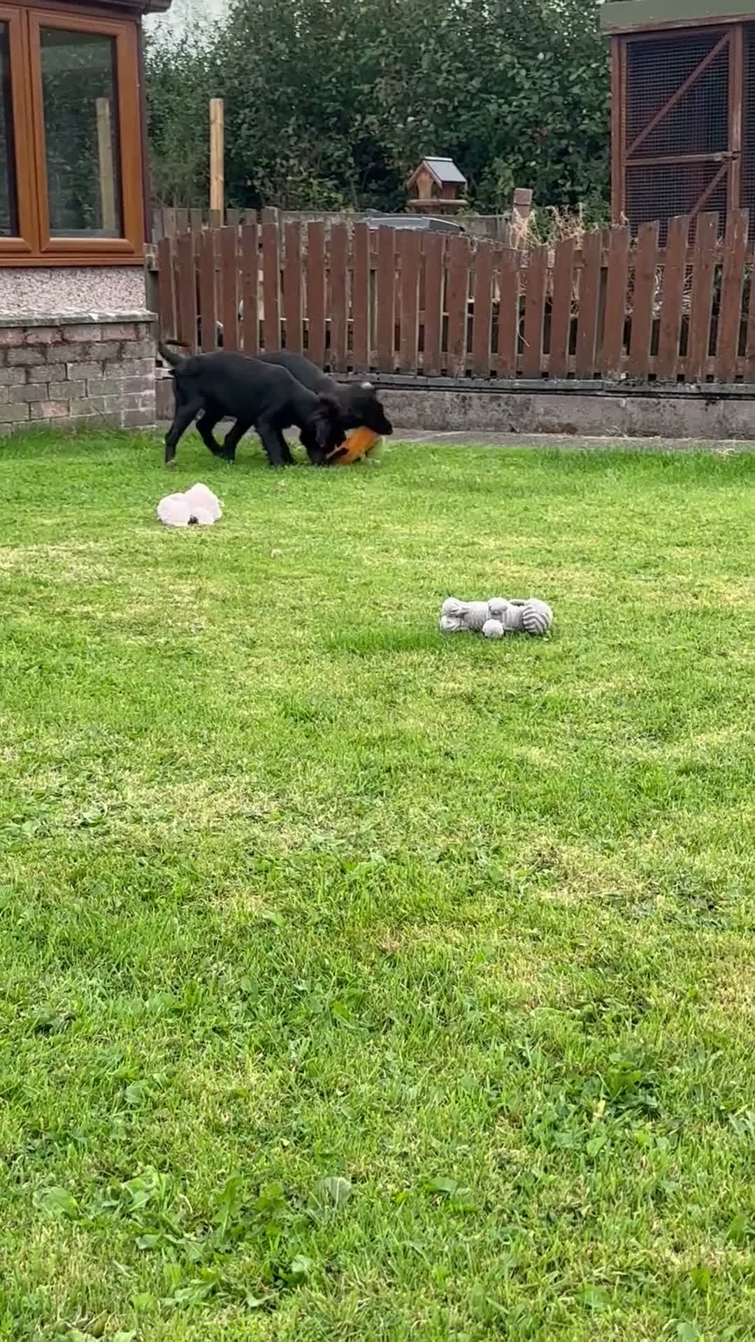 Flat coated Retriever dogs for sale: Two stunning black Flatcoats puppies for sale  - Video 3
