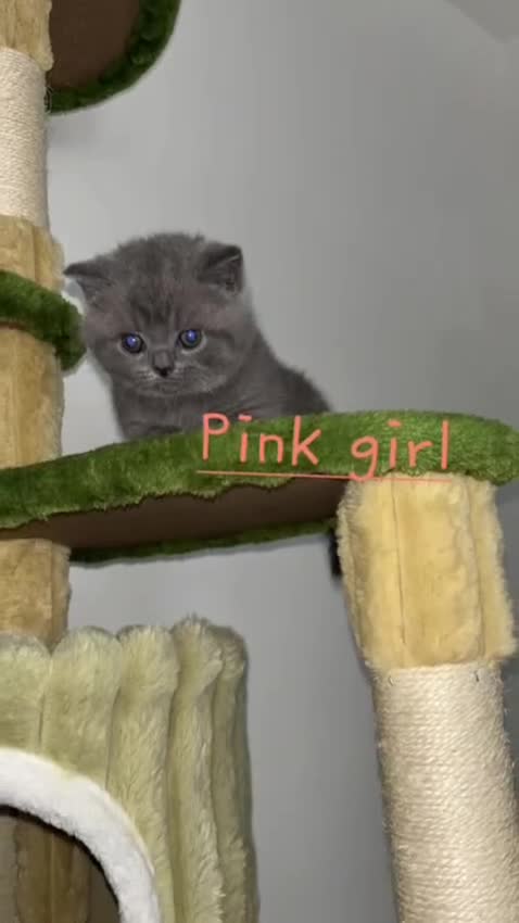 British Shorthair cats for sale: Blue British short hair kittens  in Braintree - Video 2