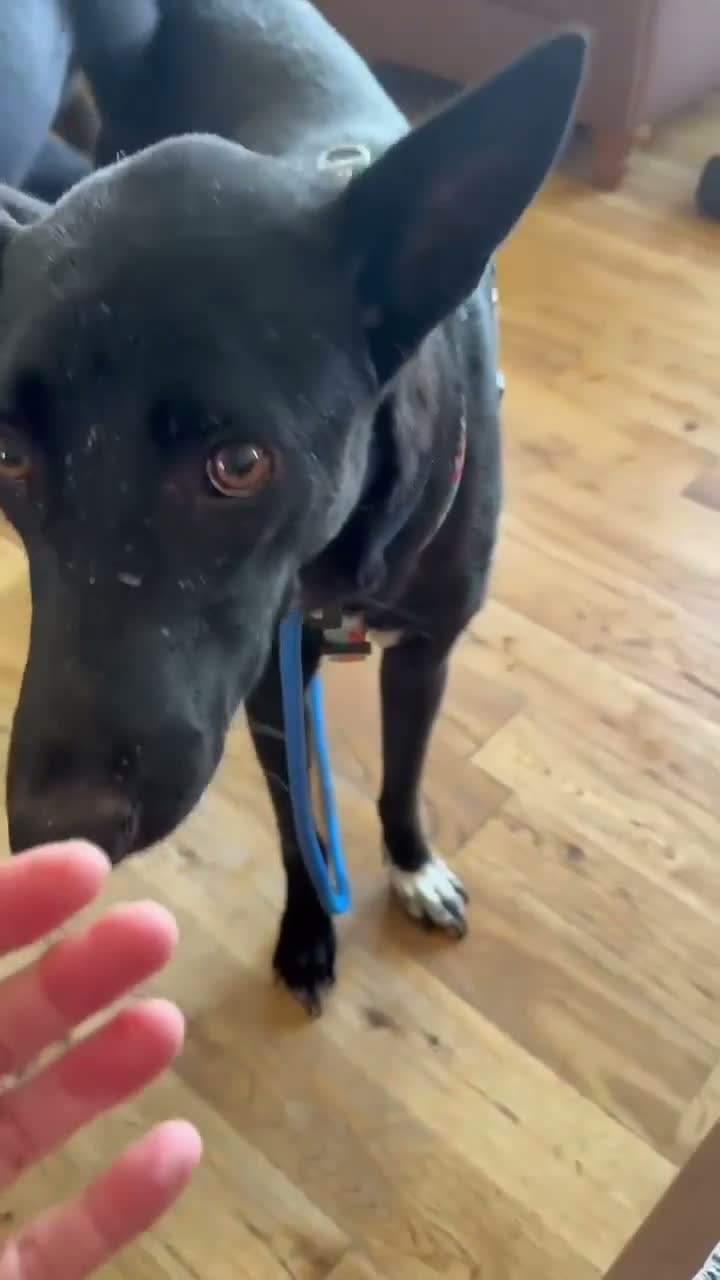 Mixed Breed dogs for adoption: Nesso seeking a home - Video 1