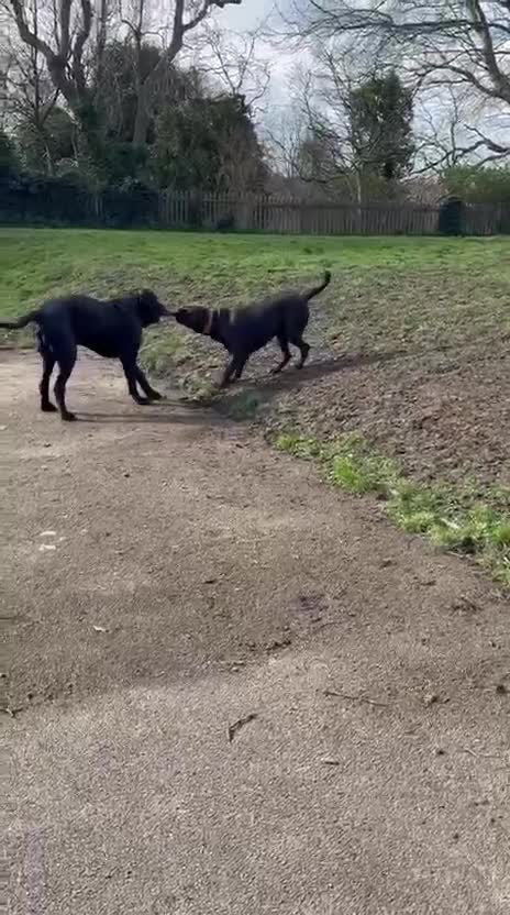 Cane Corso dogs for sale: Purebred Cane Corso Puppies – Exceptional Parent - Video 1