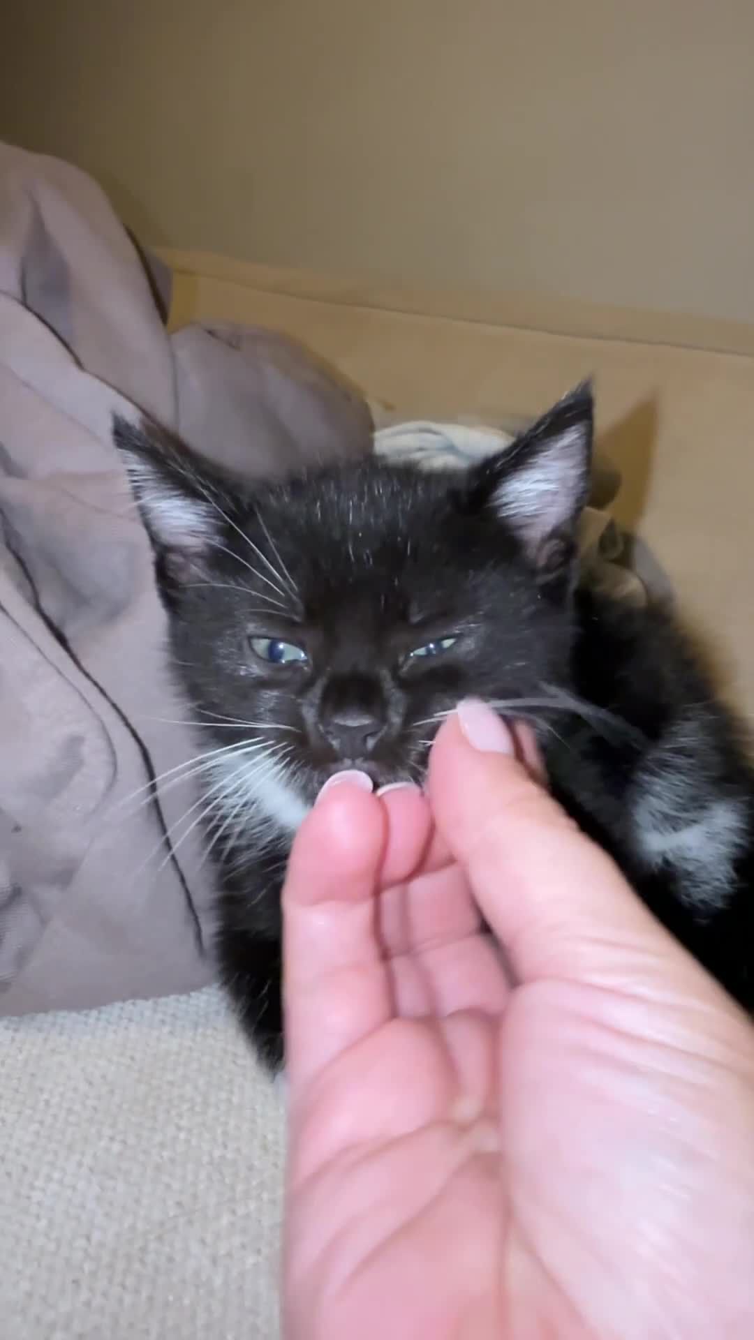 Mixed Breed cats for sale: Male black& white kitten in London - Video 1