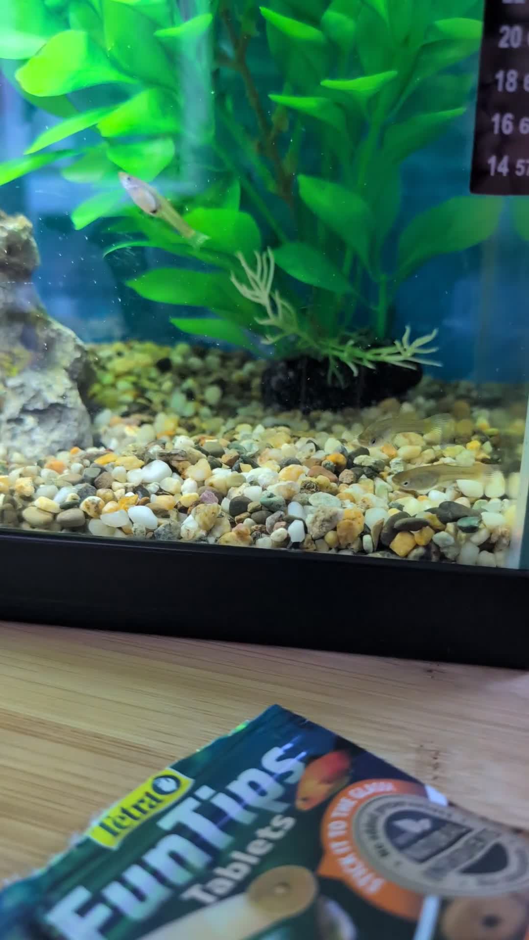 Tetras fish for sale: Endler guppies free to good home  - Video 1