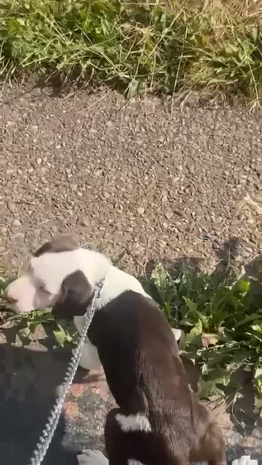 Mixed Breed dogs for sale: 9 weeks old mixed breed pup for sale  - Video 2