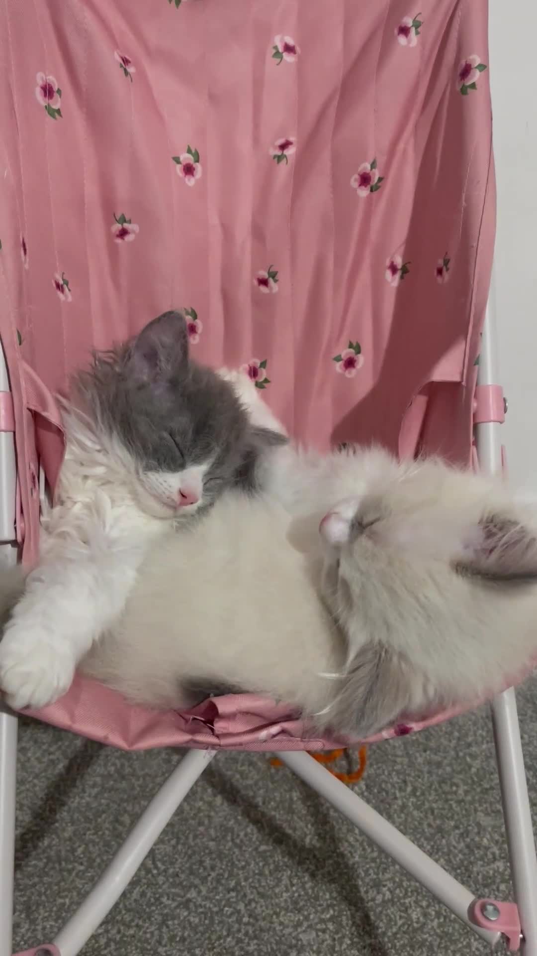 Mixed Breed cats for sale: Child Friendly Ragdoll Cross Kittens - Video 1