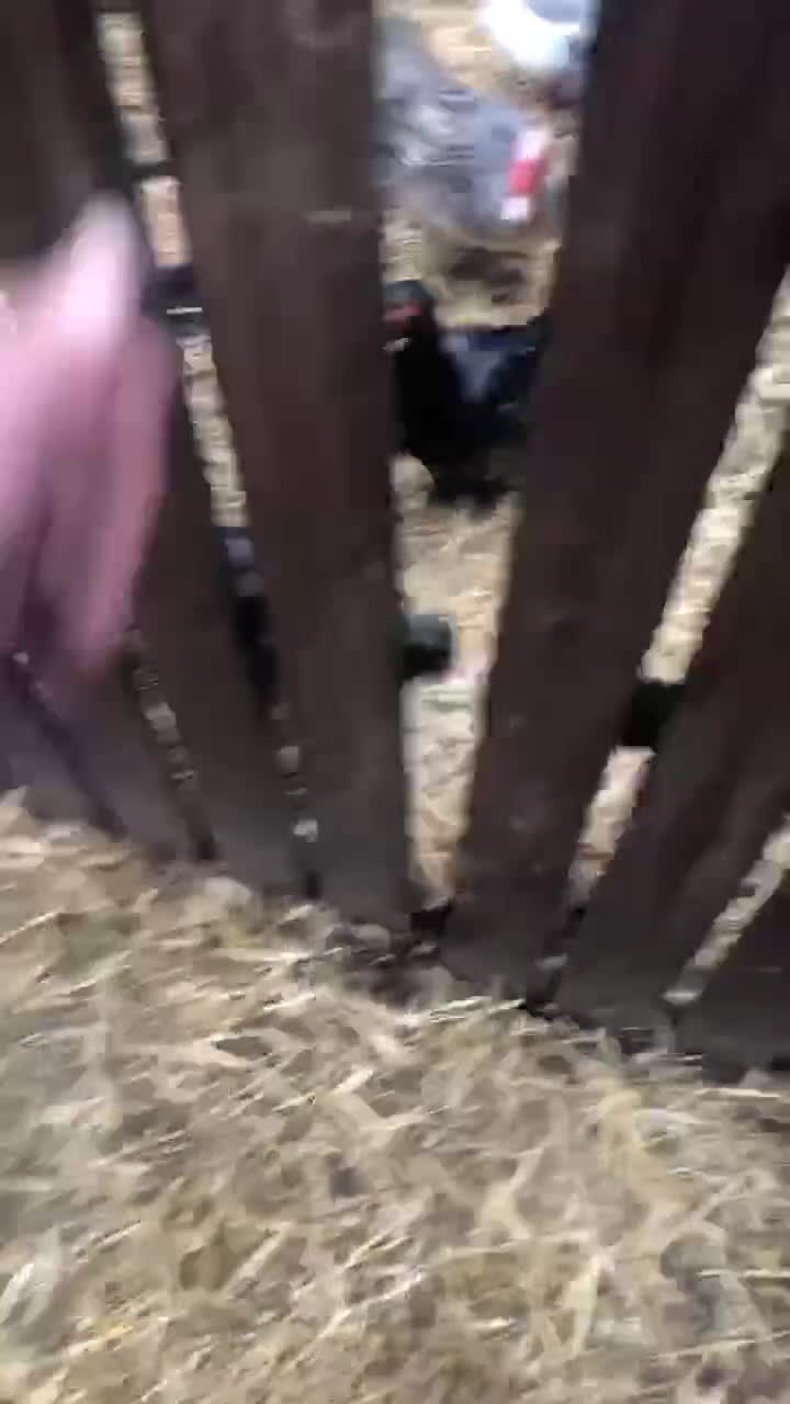 Chickens poultry for sale: Muscovy duck  - Video 2