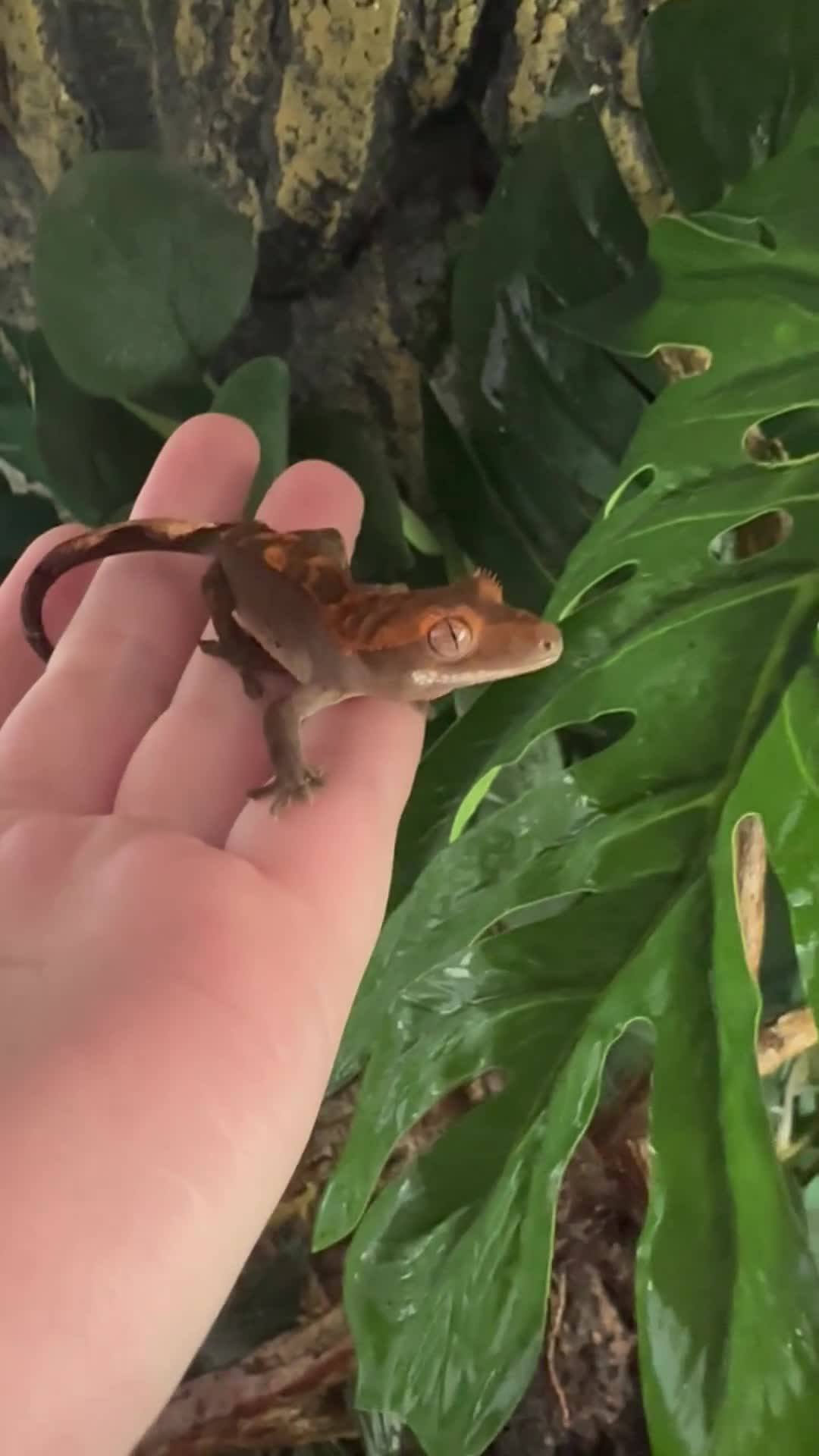 Gecko reptiles for sale: Crested gecko  - Video 1