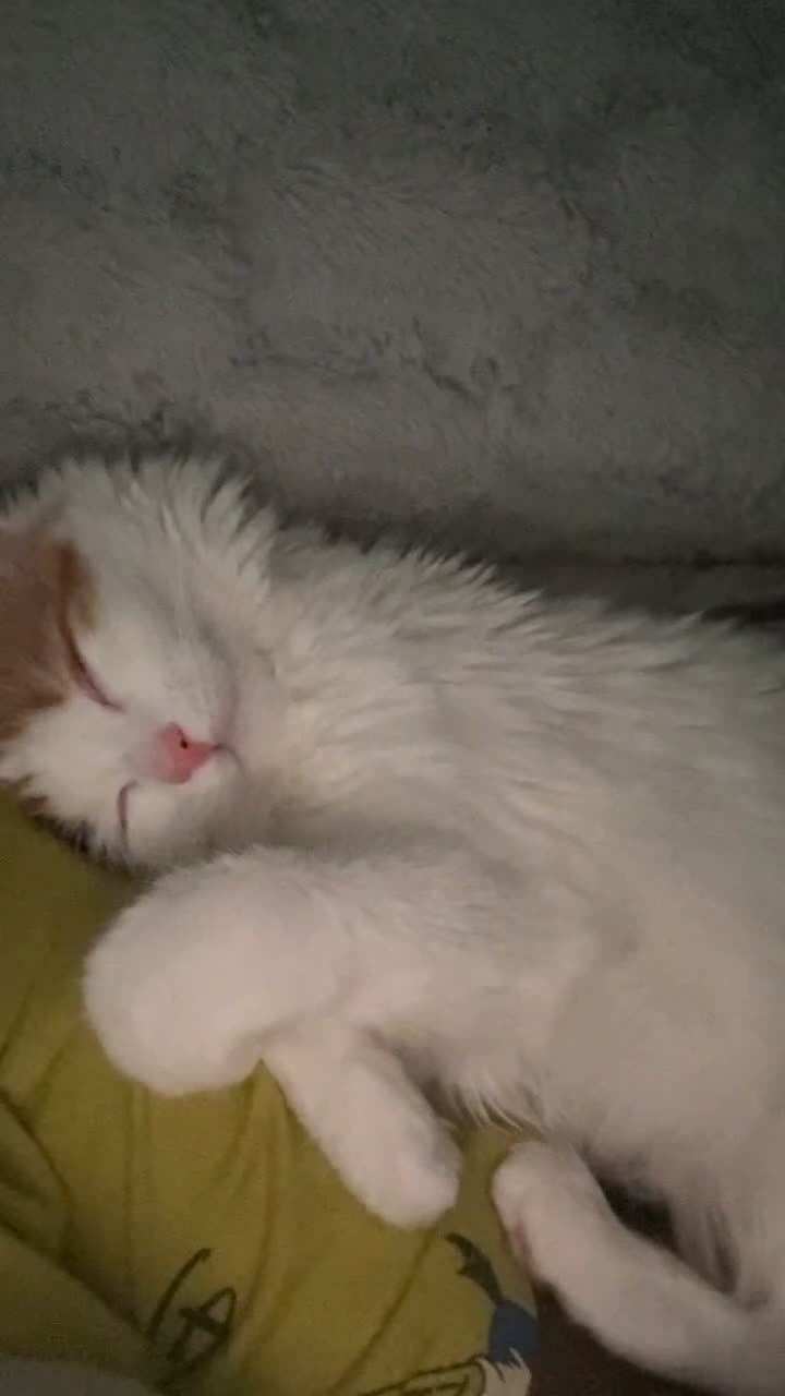 Mixed Breed cats for sale: Beautiful Calico Long-Haired Indoor Cat - Video 3