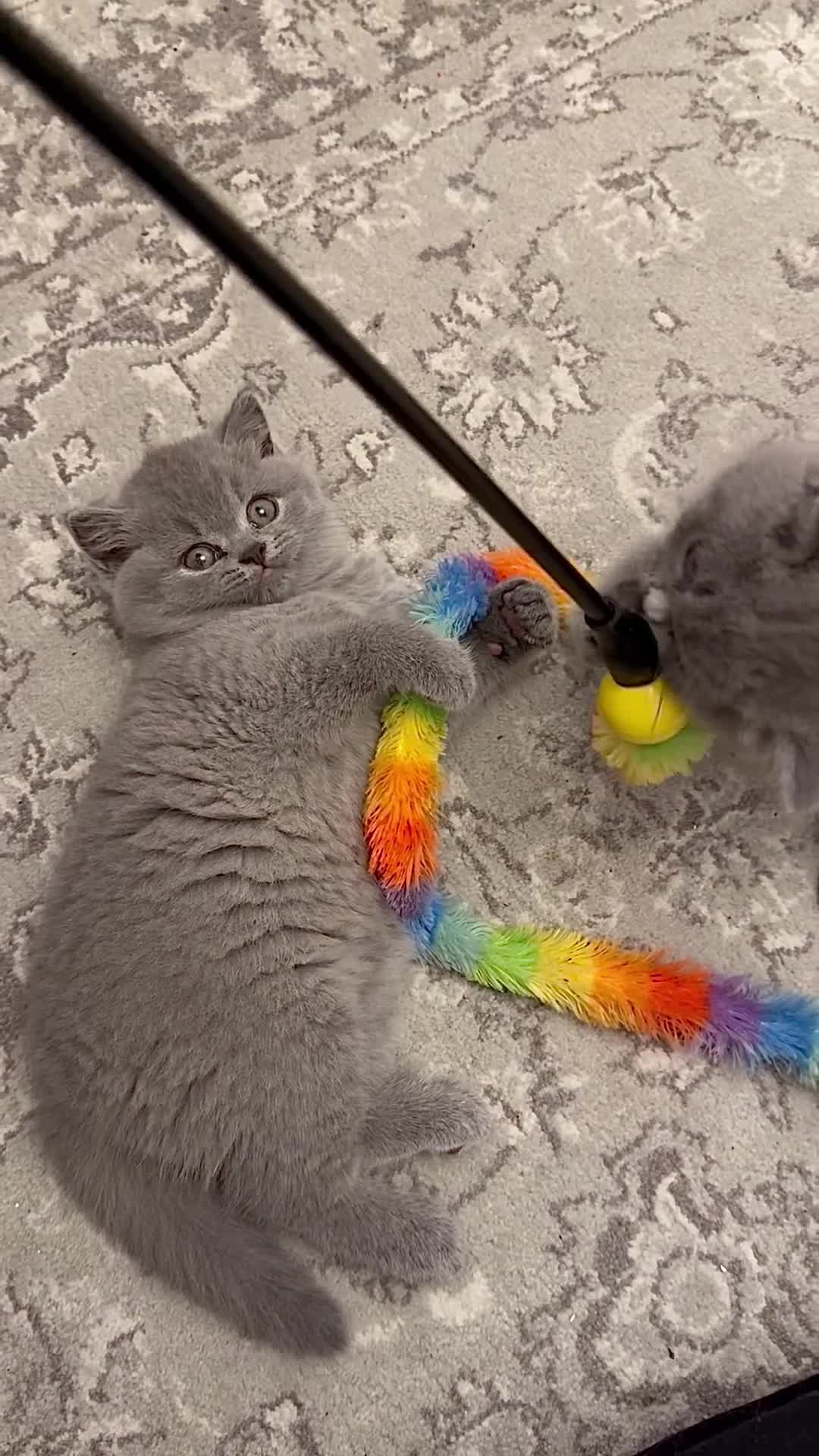 British Shorthair cats for sale: British short hair kittens  in Hyde - Video 1