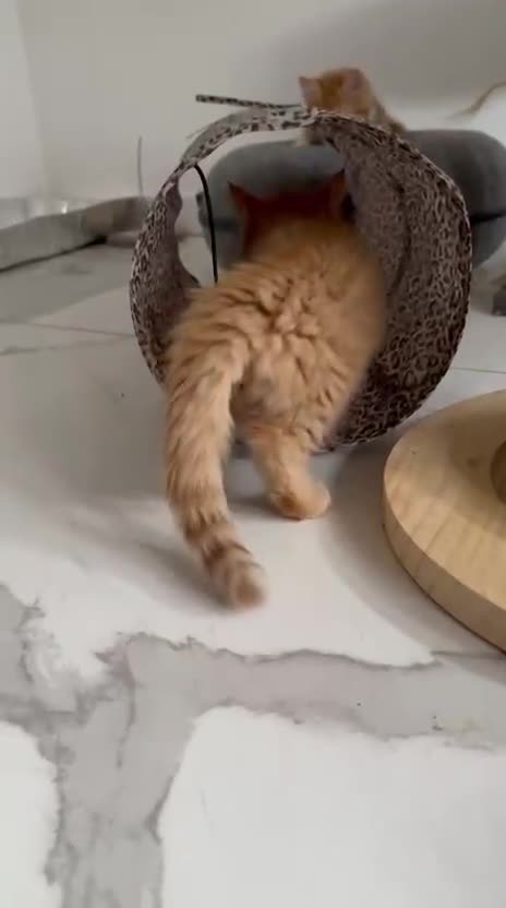 Maine Coon cats for sale: Stunning Kitten Mainecoon Girls - Video 1