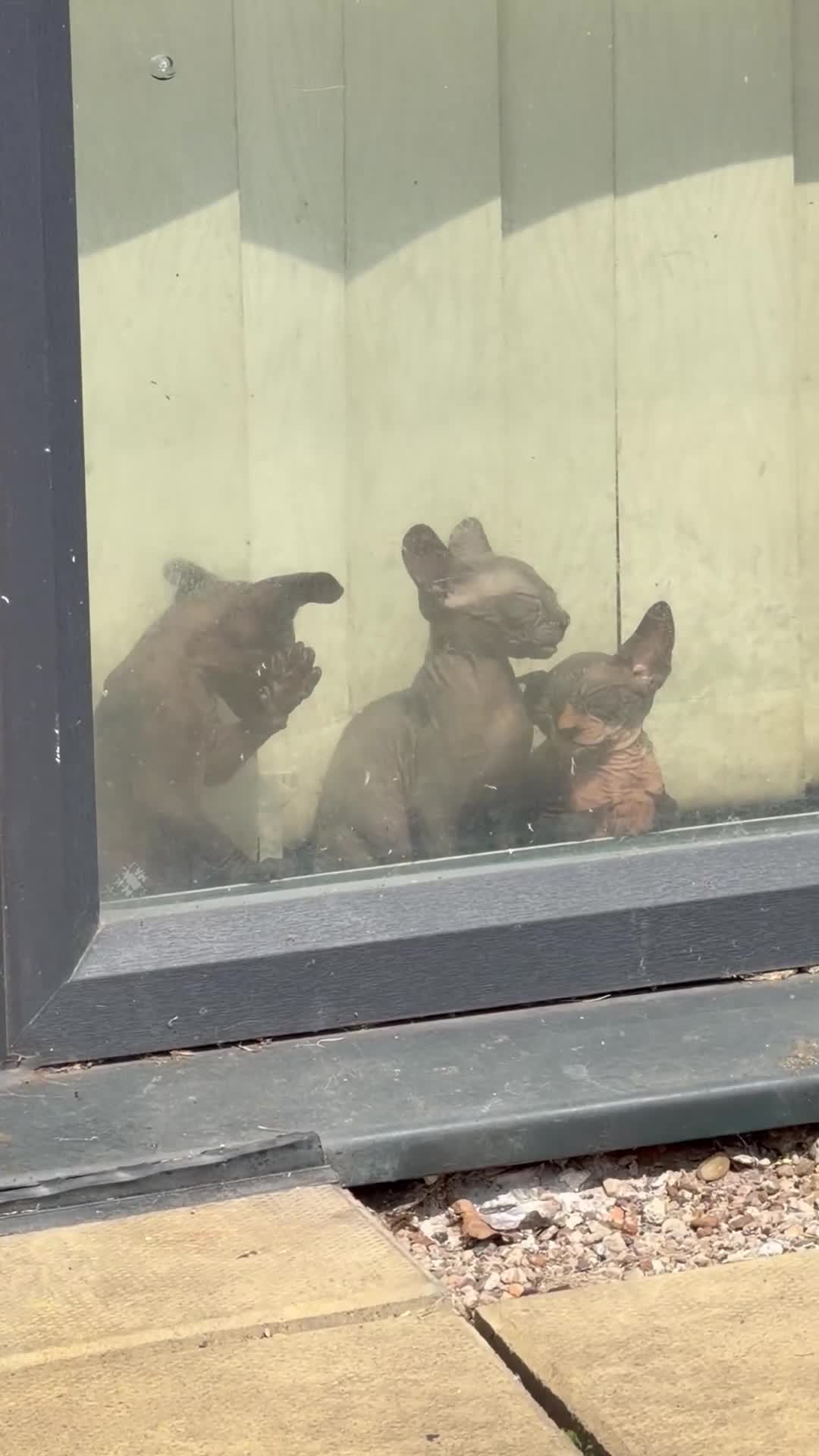Sphynx cats for sale: 🐾 Beautiful Sphynx Kittens – Ready to Leave Now - Video 1