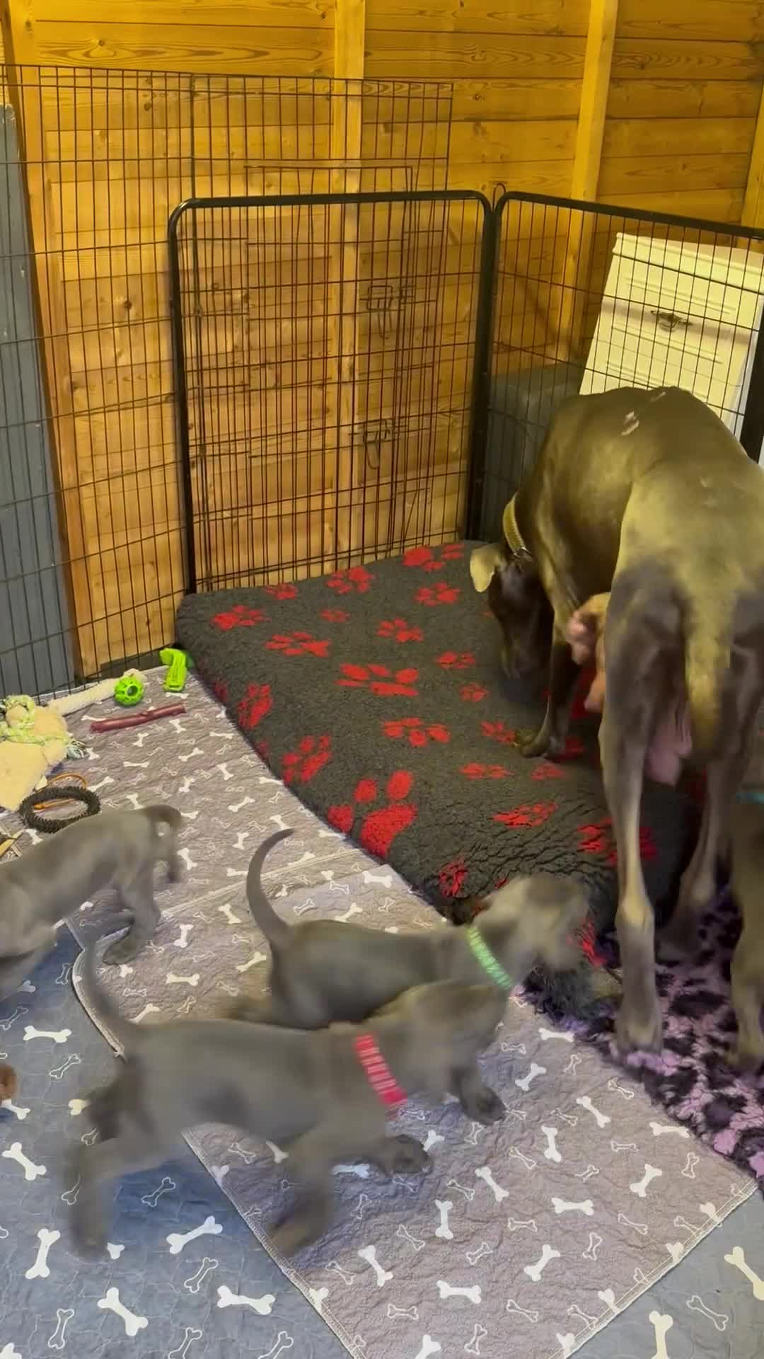 Great Dane dogs for sale: Gorgeous blue KC Great Danes.Ready now! - Video 1