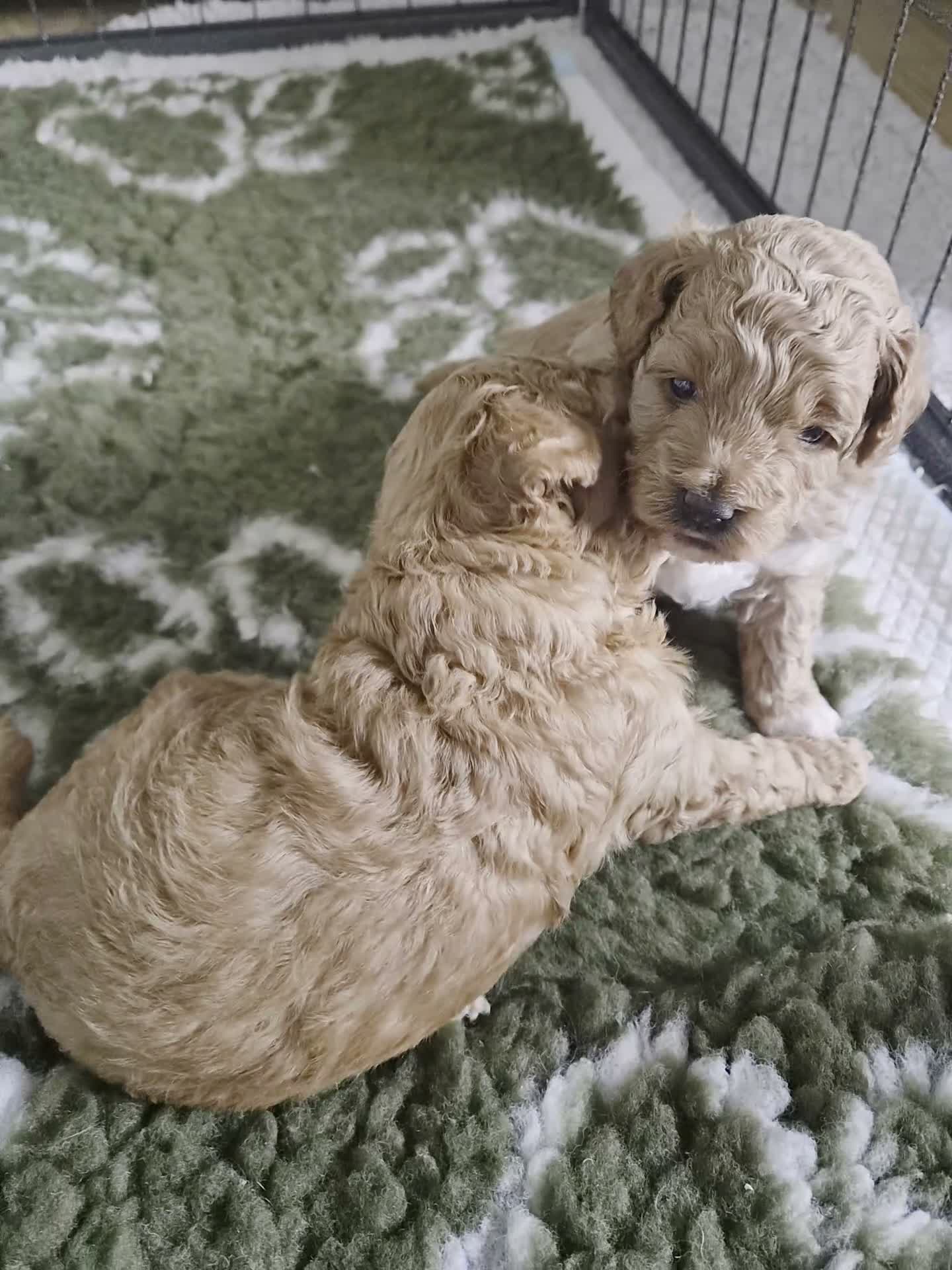 Cockapoo dogs for sale: Adorable Fox Red Cockapoo Pups Ready 17th October - Video 1