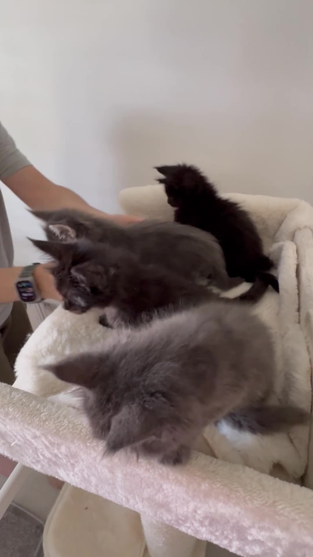Maine Coon cats for sale: 🐈🐈‍⬛ Russian/European Bloodline Kittens 💕🐱 - Video 3