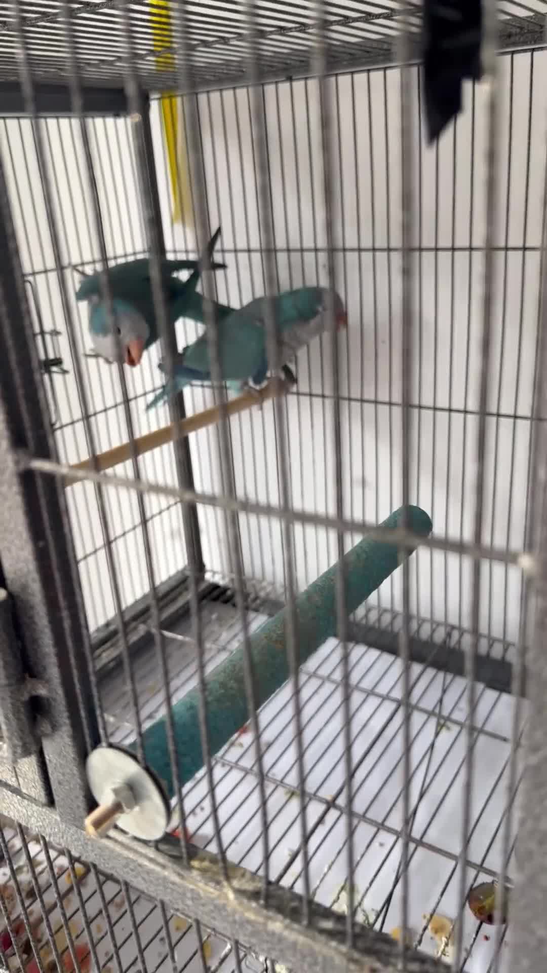 Parrots birds for sale: PAIRS Yellow thighed caique Quaker parrolette  - Video 2