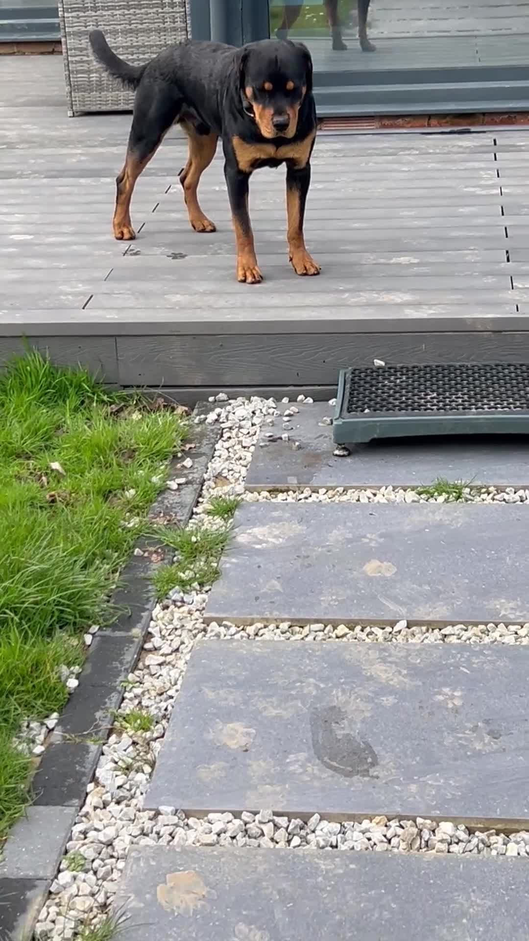 Rottweiler dogs for sale: Big strong Boy - Video 1