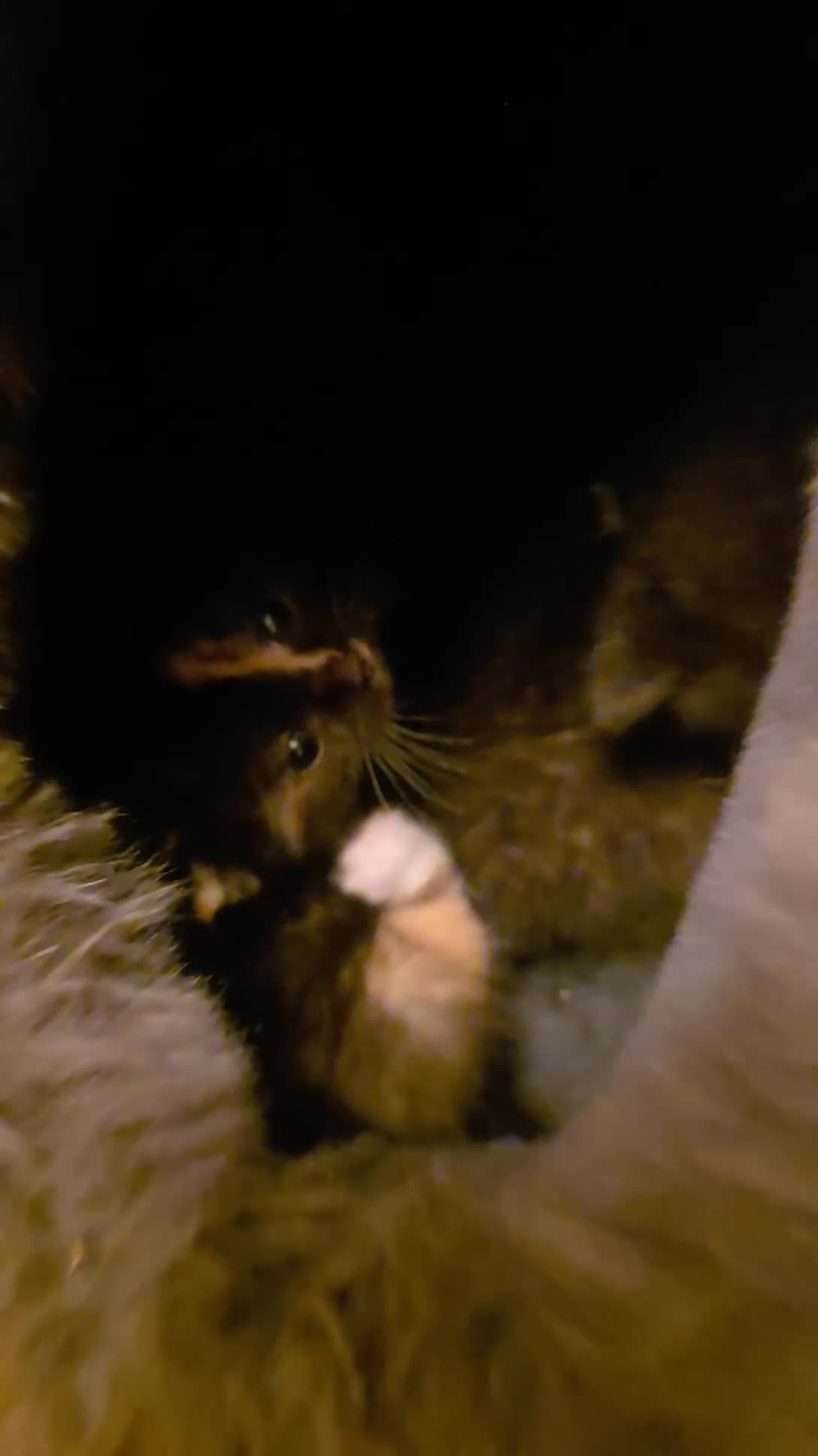 British Shorthair cats for sale: Kittens  - Video 2