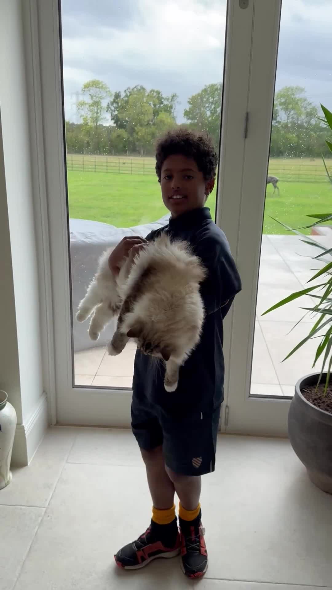 Ragdoll cats for sale: Stunning Ragdoll Cat For Sale - Video 2