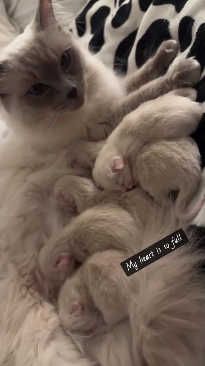 Ragdoll cats for sale: 6 ragdoll kittens - Video 5