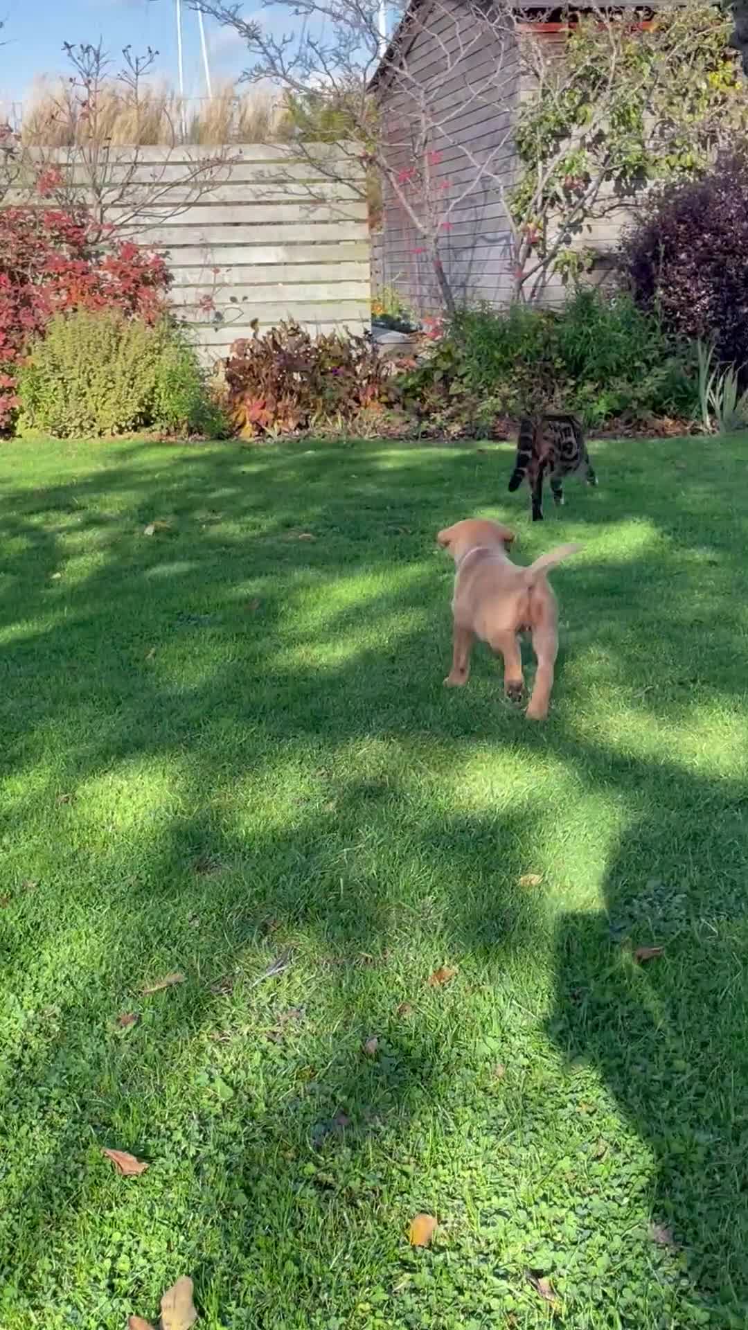 Labrador Retriever dogs for sale: Finding a home for Nemo - Video 4