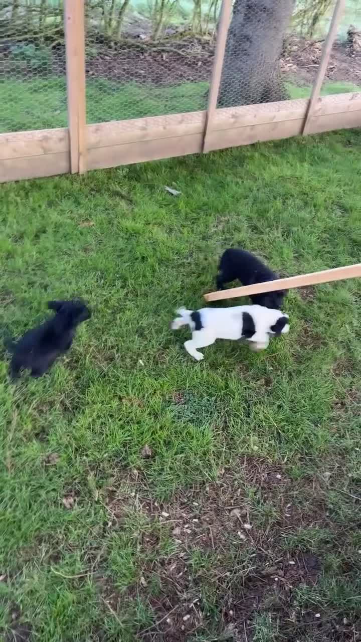 Springador dogs for sale: Springador puppies  in Leicester - Video 1