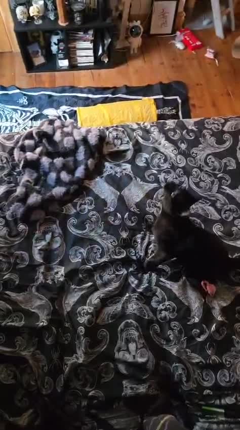 Domestic Shorthair cats for sale: Lucifer - Video 2