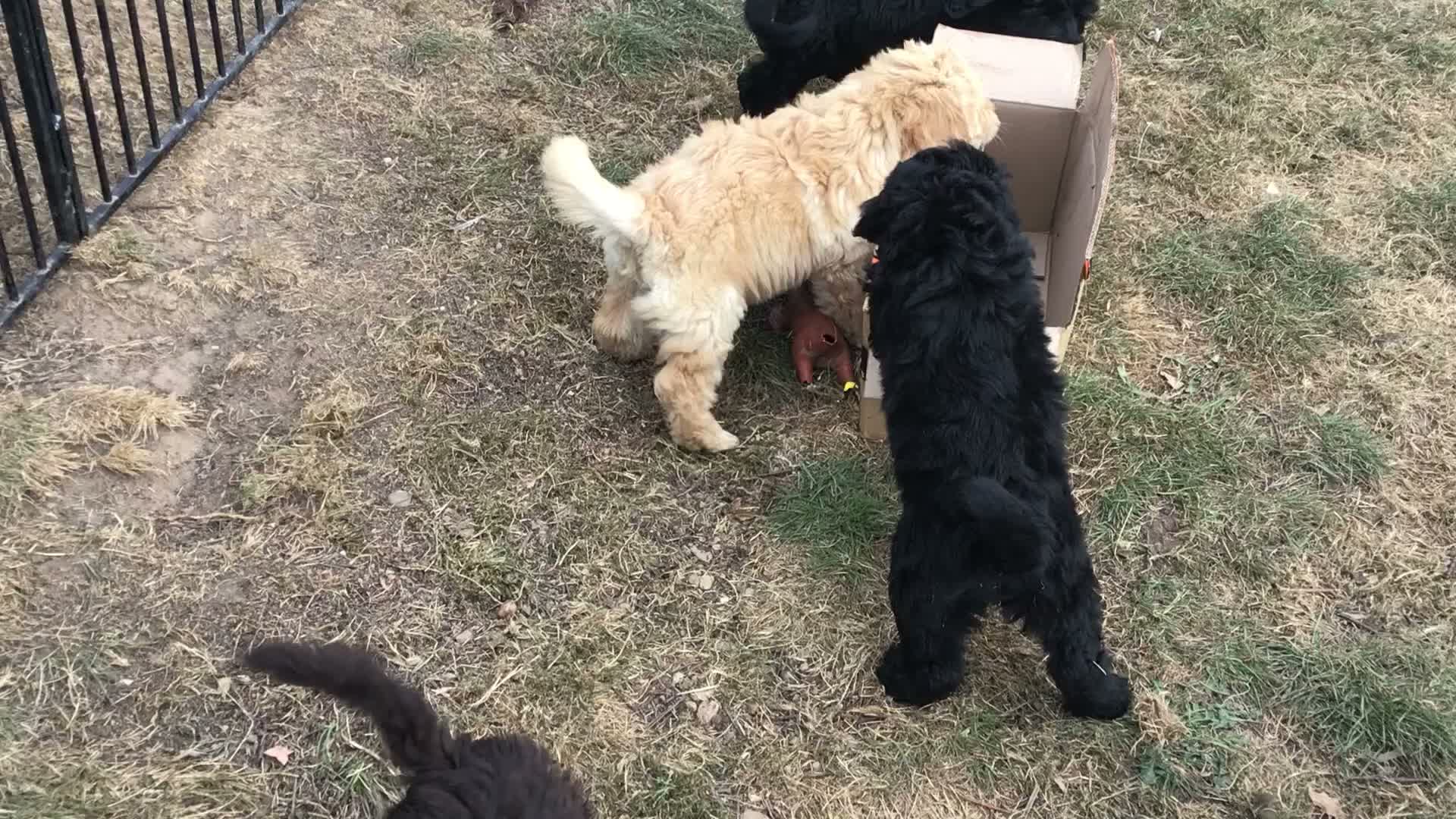 Newfypoo dogs for sale: Rare Newfypoo Puppies.  Stunning colors - Video 1