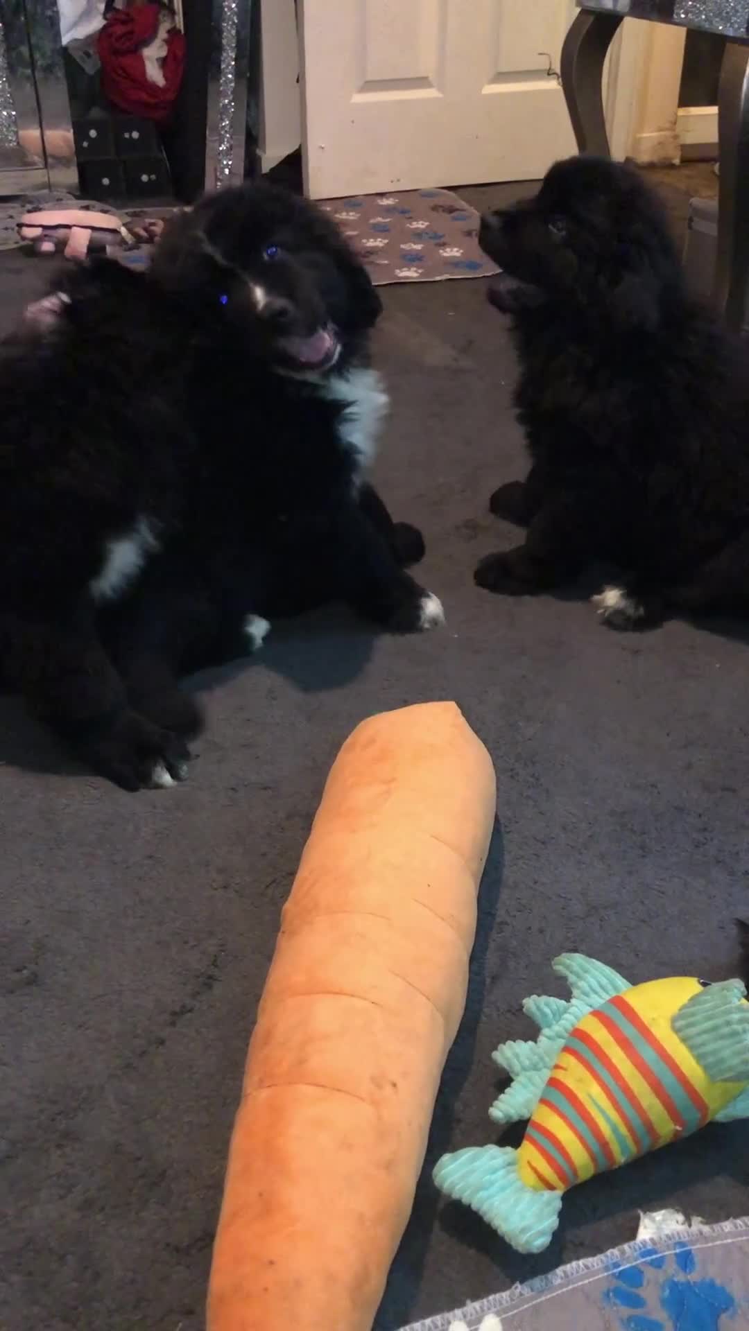 Newfoundland dogs for sale: Balticbears - Video 1