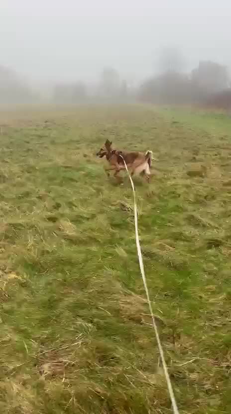 Mixed Breed dogs for sale: Pretty girl Trudi looking for her forever home  in Portsmouth - Video 2